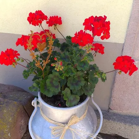 Le Coeur D'alsace 펜션 *